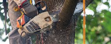 How Our Tree Care Process Works  in  Lincolnwood, IL