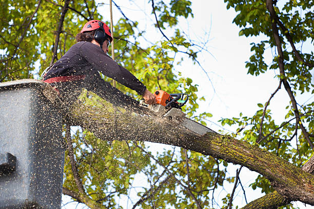 Best Tree Mulching  in Lincolnwood, IL